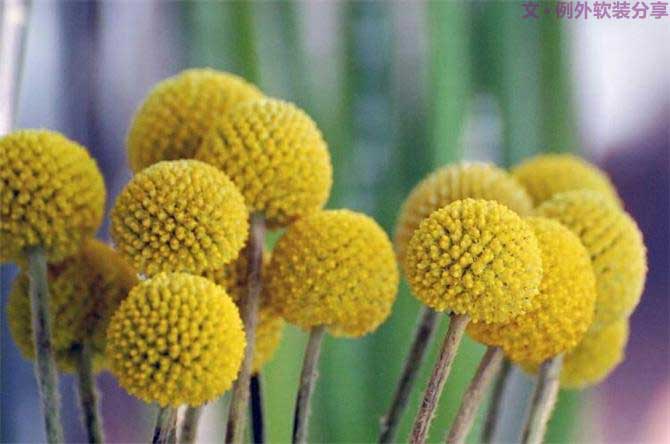 【例外.花箋記】金槌花，敲打在心間的小鼓槌！